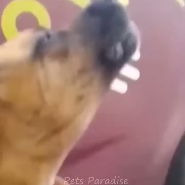 auuuuuu