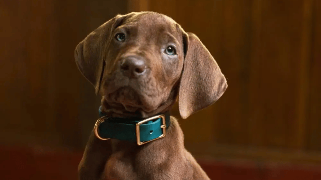 Scooby-Doo: Origins'ten İlk Teaser Geldi