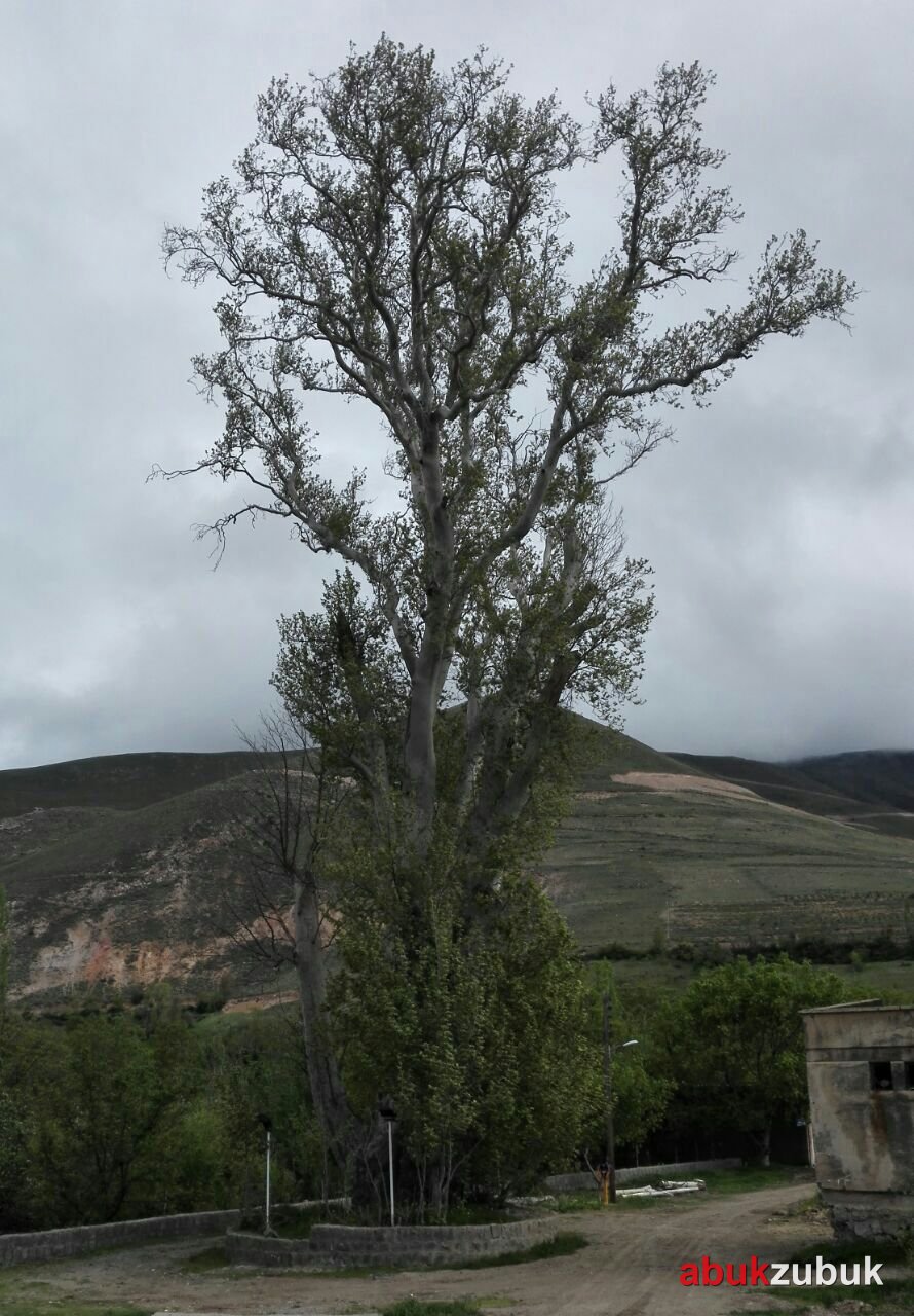 Şırdan (Ev Usulü) — Photo 1