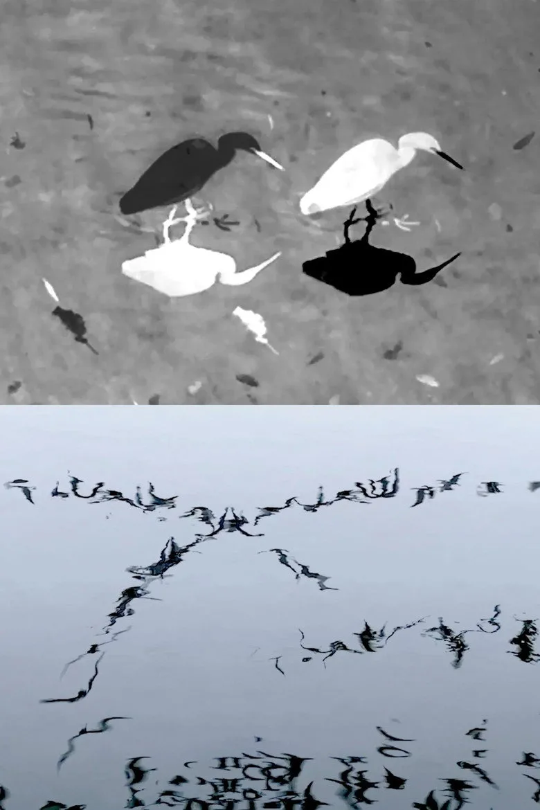 Watch Animal Studies (Egret / Seagull Reflection / Midges / Spider / Swans in a Line) Film