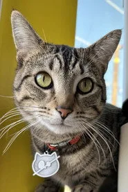 Wolfie The Cat