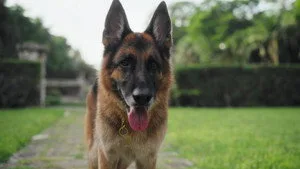 Köpeğin Malikânesinde