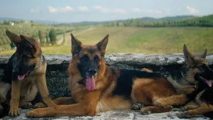 Köpeğin Vârisleri