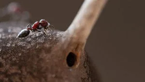Devlerin Diyarı